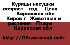 Курицы-несушки, возраст 1 год. › Цена ­ 250 - Кировская обл., Киров г. Животные и растения » Птицы   . Кировская обл.